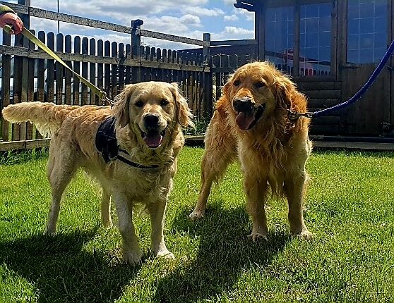 Golden Retriever puppies for sale in Telford, Shropshire – a few seconds old - Image 14 of 15