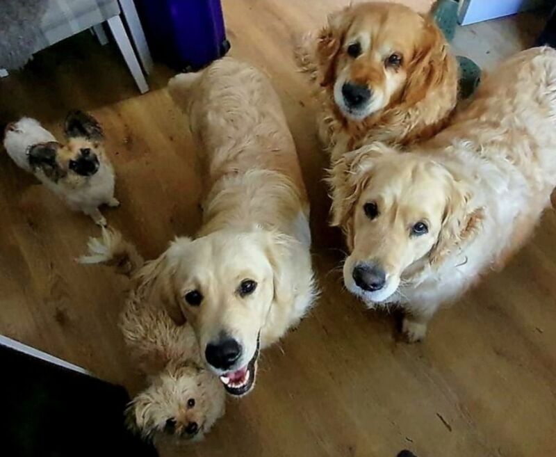 Golden Retriever puppies for sale in Telford, Shropshire – a few seconds old - Image 15 of 15