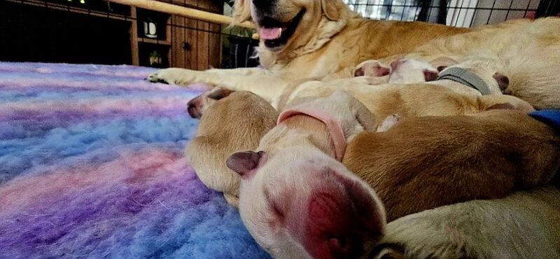 Golden Retriever puppies for sale in Telford, Shropshire – 2 days old