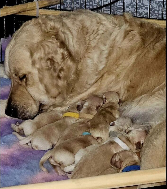 Golden Retriever puppies for sale in Telford, Shropshire – 2 days old - Image 2 of 11