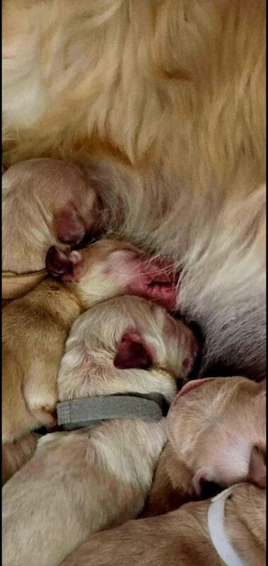 Golden Retriever puppies for sale in Telford, Shropshire – 2 days old - Image 3 of 11