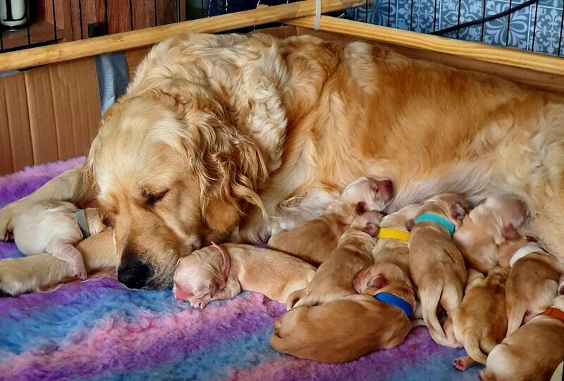 Golden Retriever puppies for sale in Telford, Shropshire – 2 days old - Image 4 of 11