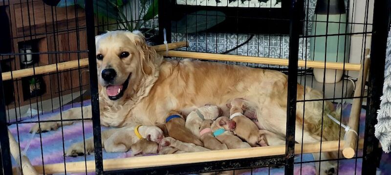 Golden Retriever puppies for sale in Telford, Shropshire – 2 days old - Image 5 of 11