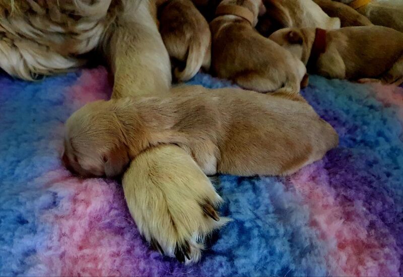 Golden Retriever puppies for sale in Telford, Shropshire – 2 days old - Image 6 of 11