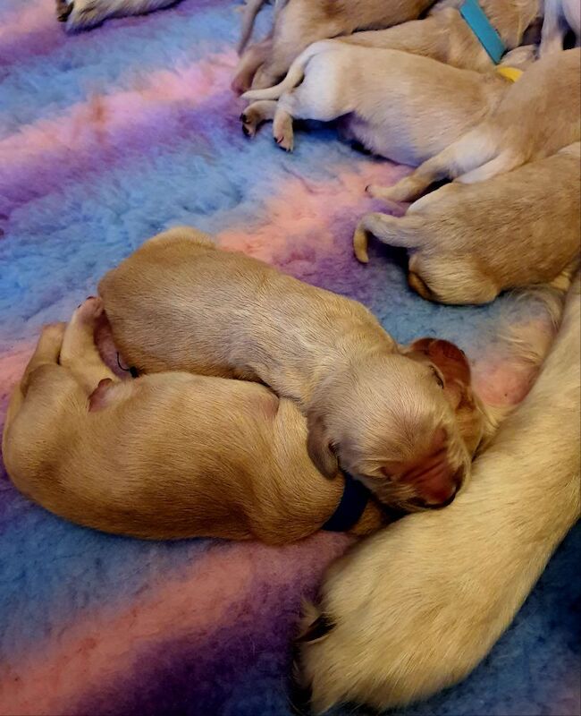 Golden Retriever puppies for sale in Telford, Shropshire – 2 days old - Image 7 of 11