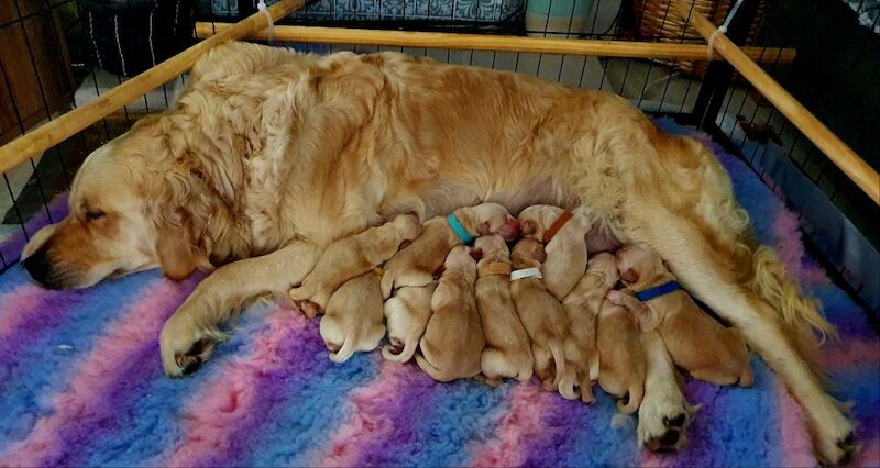 Golden Retriever puppies for sale in Telford, Shropshire – 2 days old - Image 8 of 11