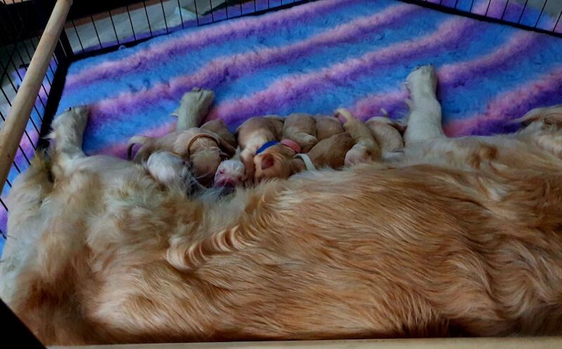 Golden Retriever puppies for sale in Telford, Shropshire – 2 days old - Image 9 of 11