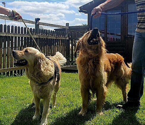 Golden Retriever puppies for sale in Telford, Shropshire – 2 days old - Image 10 of 11
