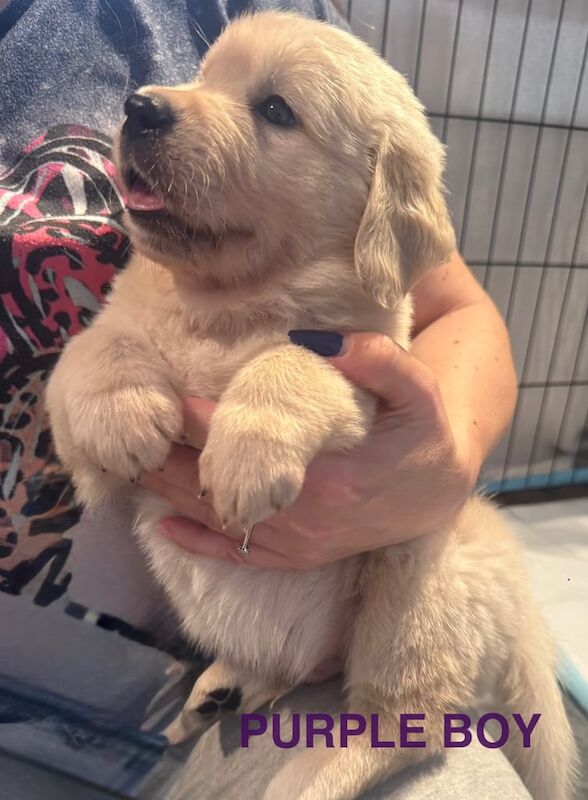 Golden Retriever puppies for sale in St Helens, Merseyside – KC registered, 1 year old - Image 2 of 3