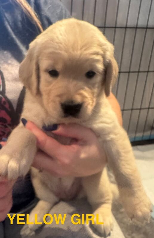 Golden Retriever puppies for sale in St Helens, Merseyside – KC registered, 1 year old - Image 3 of 3