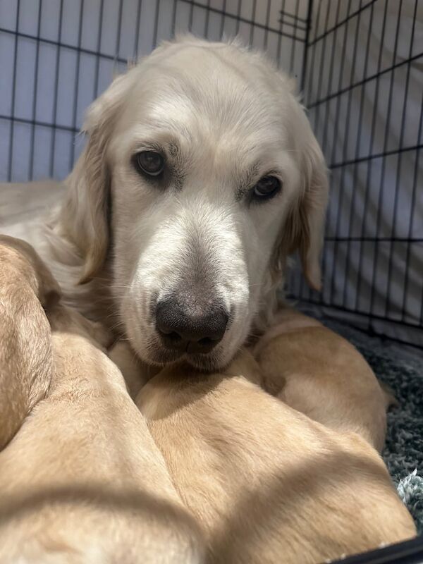 Golden Retriever Puppies for sale in Sheffield, South Yorkshire | Image 2
