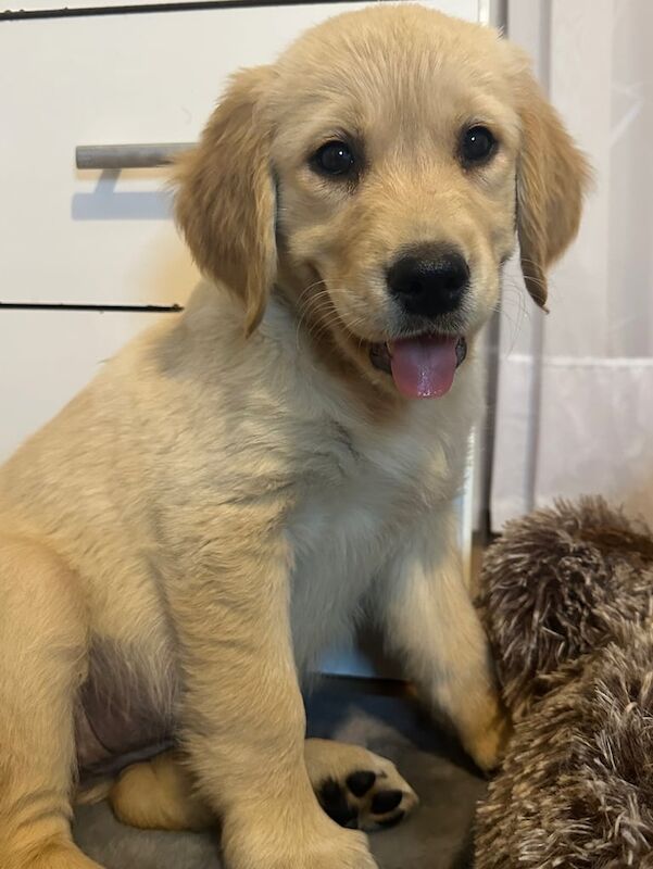 Golden Retriever Puppies for sale in Sheffield, South Yorkshire | Image 3