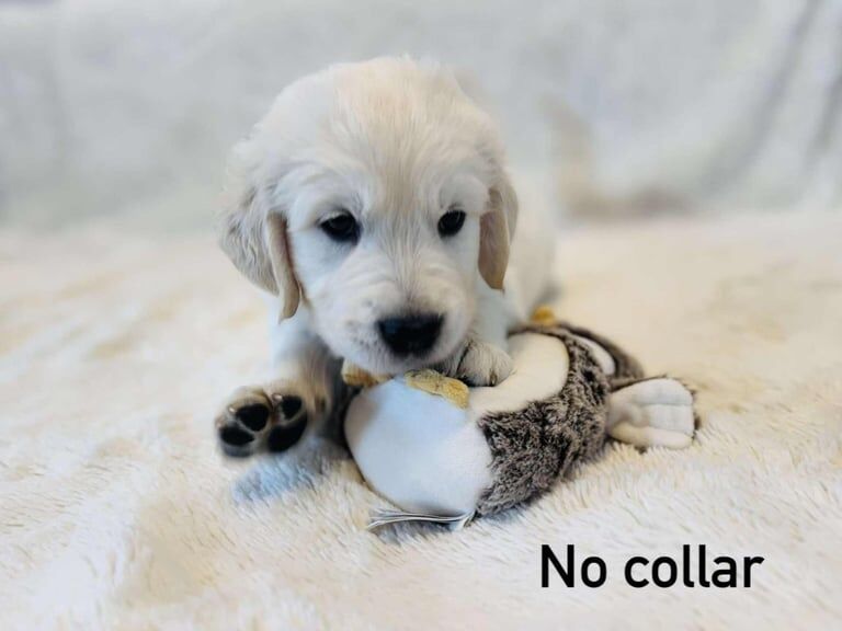 Golden Retriever Puppies for Sale - Image 2 of 3