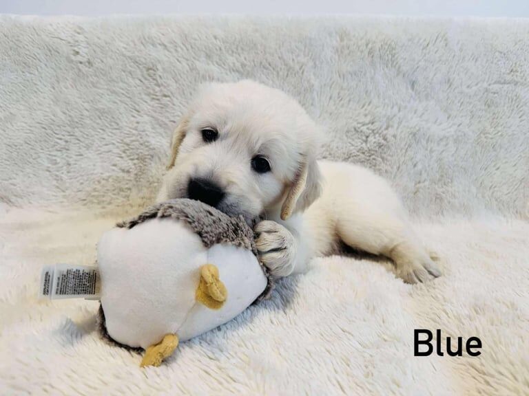 Golden Retriever Puppies for Sale - Image 3 of 3