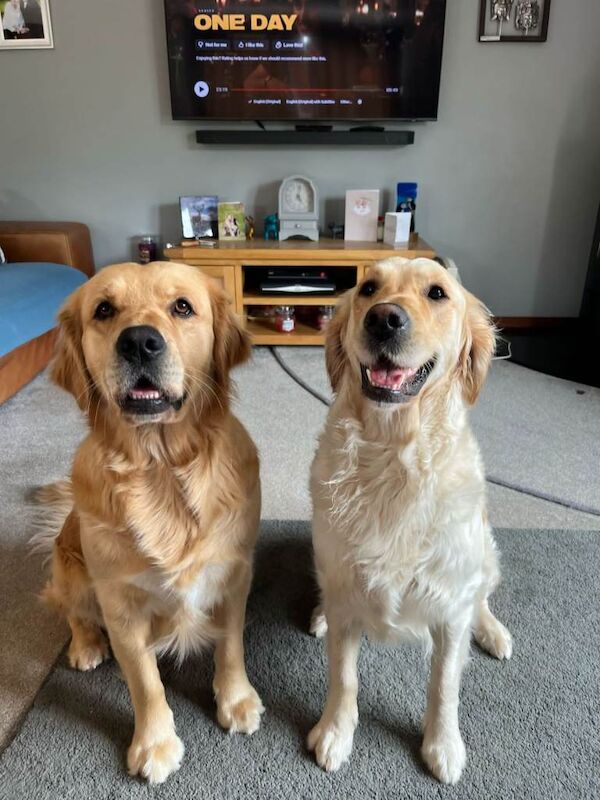 Golden Retriever puppies for sale in Fochabers, Moray – 2 weeks old