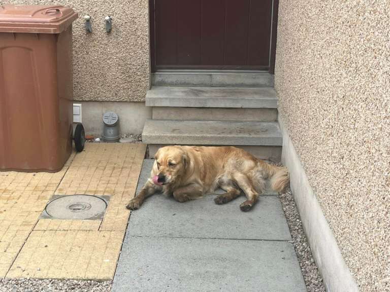 Golden Retriever puppies for sale in Fochabers, Moray – 2 weeks old - Image 4 of 5