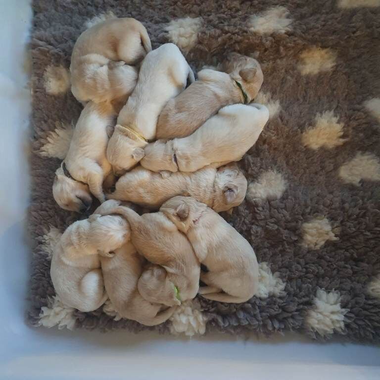 Golden Retriever puppies for sale in Fochabers, Moray – 2 weeks old - Image 5 of 5