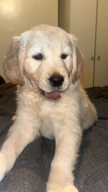 Golden retriever puppies for sale in Manchester, Greater Manchester | Image 2