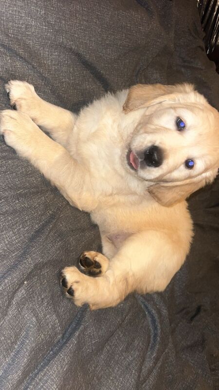 Golden retriever puppies for sale in Manchester, Greater Manchester | Image 4