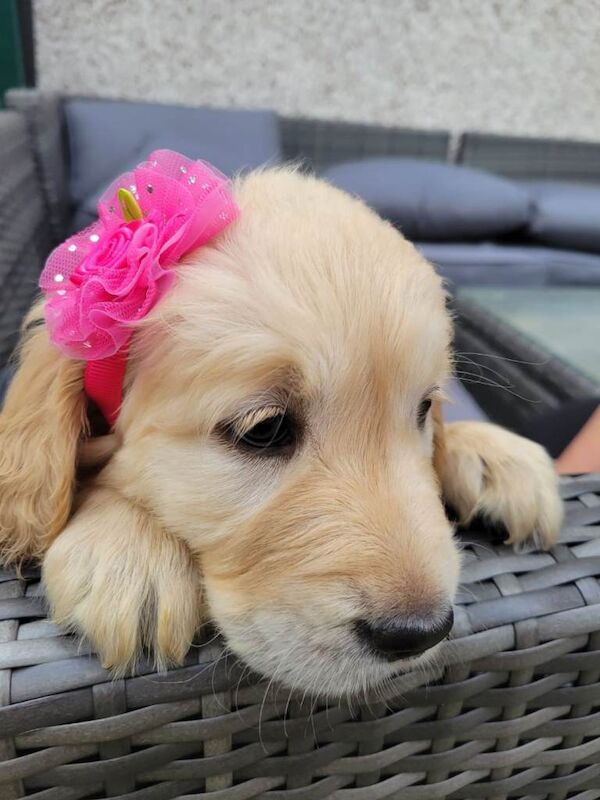 Golden Retriever puppies for Sale