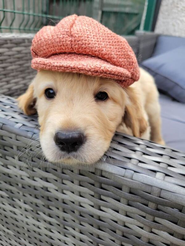Golden Retriever puppies for Sale - Image 2 of 4