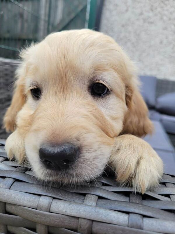 Golden Retriever puppies for Sale - Image 3 of 4