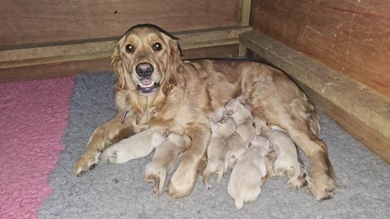 Golden Retriever puppies for Sale - Image 4 of 4