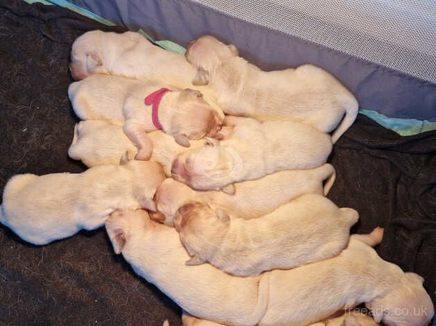 Golden Retriever Puppies For Sale In Northern Ireland | Golden