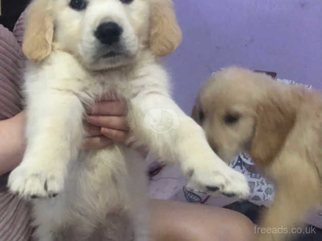 Golden retriever puppies - Image 2 of 5