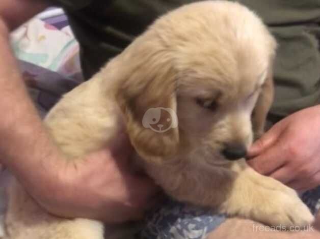 Golden retriever puppies - Image 3 of 5