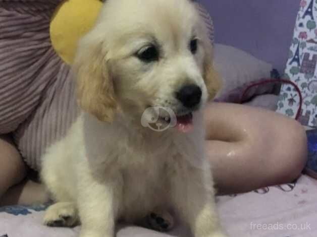 Golden retriever puppies - Image 4 of 5