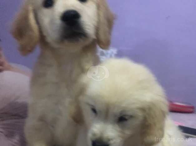 Golden retriever puppies - Image 5 of 5