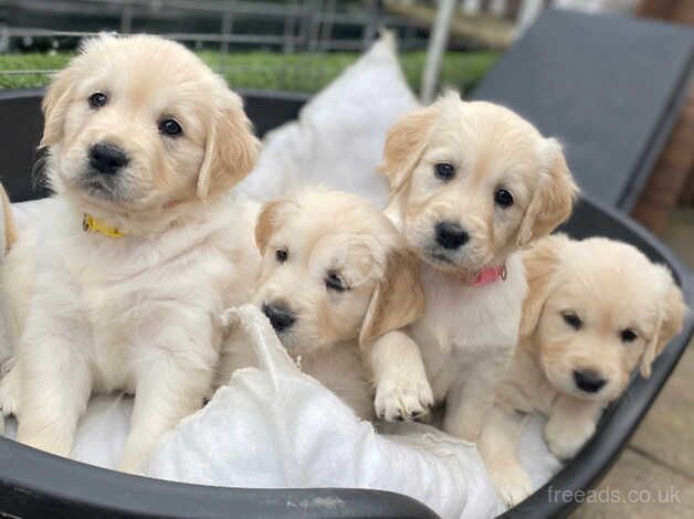 Golden retriever puppies for sale in Pontypridd, Rhondda Cynon Taf