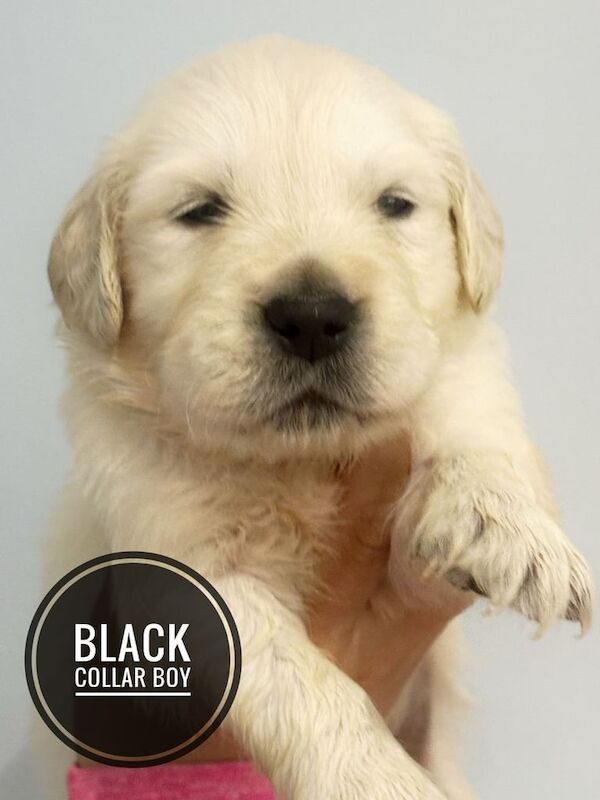 Golden Retriever puppies for sale in Forfar, Angus – KC registered, 6 weeks old