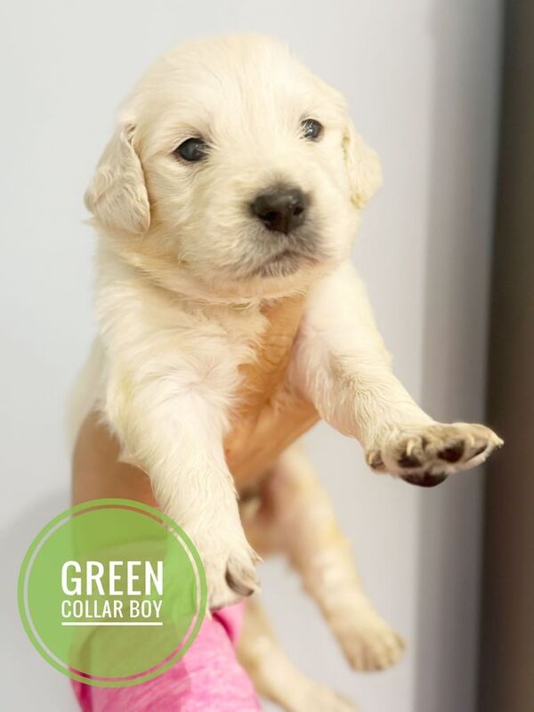 Golden Retriever puppies for sale in Forfar, Angus – KC registered, 7 weeks old - Image 2 of 3