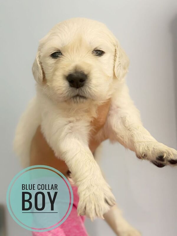 Golden Retriever puppies for sale in Forfar, Angus – KC registered, 7 weeks old - Image 3 of 3