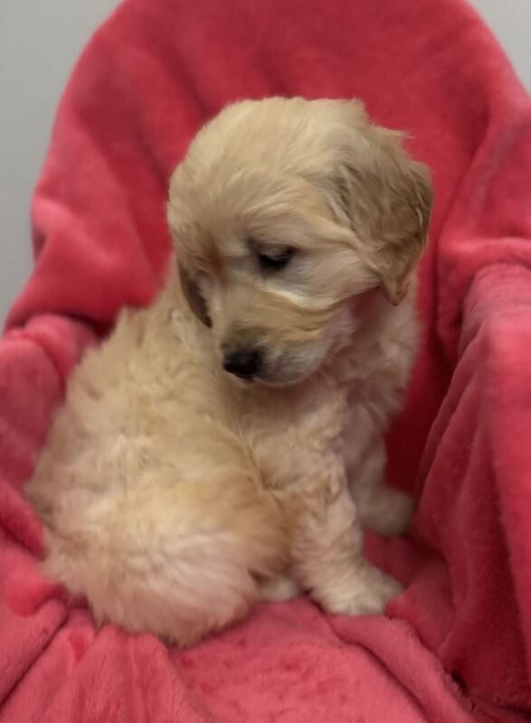 Golden Retriever Puppies Last 2 for sale in Coatbridge, Lanarkshire - Image 1