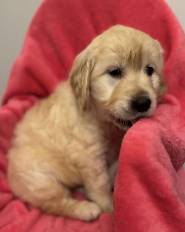 Golden Retriever Puppies Last 2 for sale in Coatbridge, Lanarkshire - Image 2
