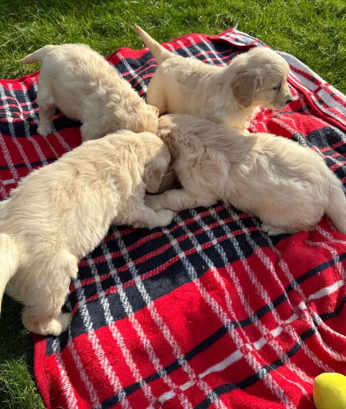 Golden Retriever Puppies Last 2 for sale in Coatbridge, Lanarkshire - Image 3