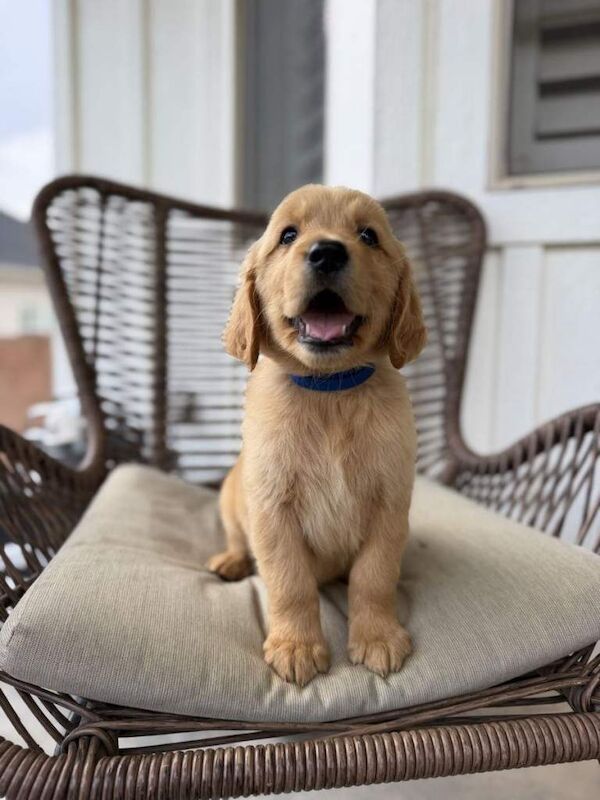 Golden Retriever Puppies – Loving Homes Only –