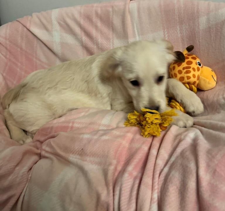 Golden Retriever puppies for sale in Bargeddie, Lanarkshire – 3 months old
