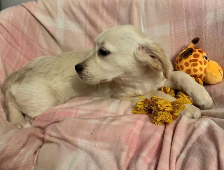 Golden retriever puppies puppy - Image 2 of 3