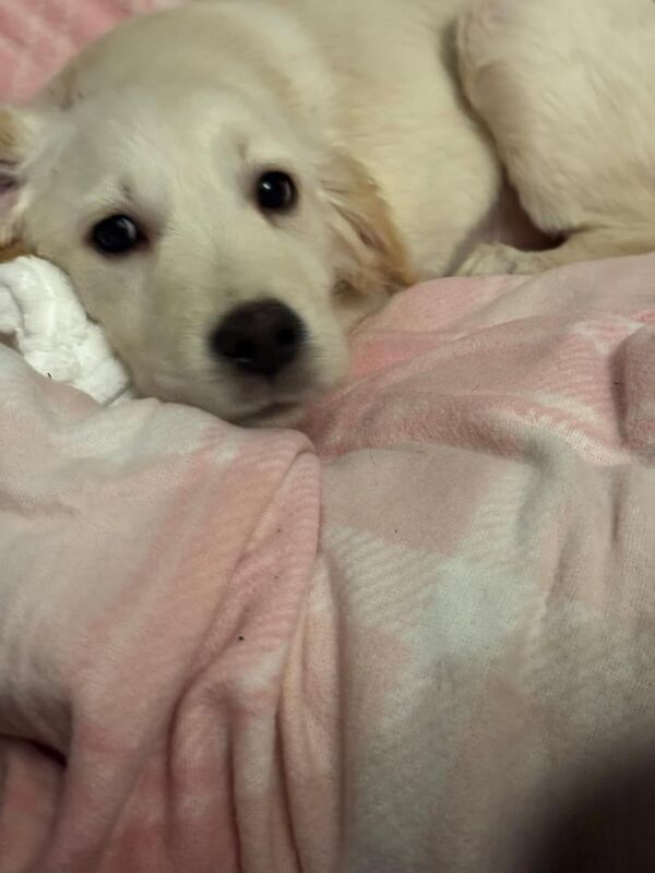 Golden retriever puppies puppy - Image 3 of 3