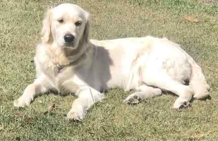 Golden Retriever Puppies - Purebred for sale in Abbey Wood, Greenwich, Greater London | Image 2
