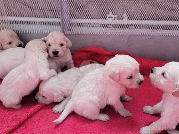 Golden Retriever Puppies For Sale | Golden-retriever-owners.co.uk