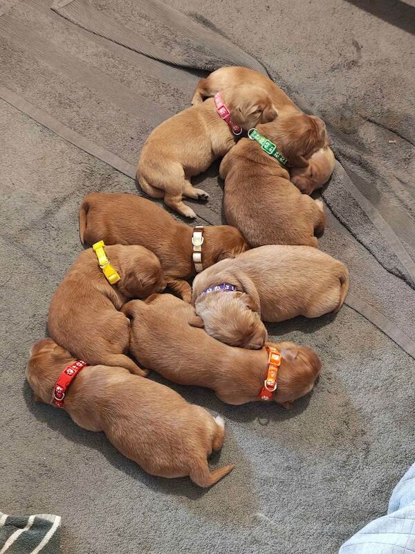 Golden Retriever Puppies (Some Red Fox colour)