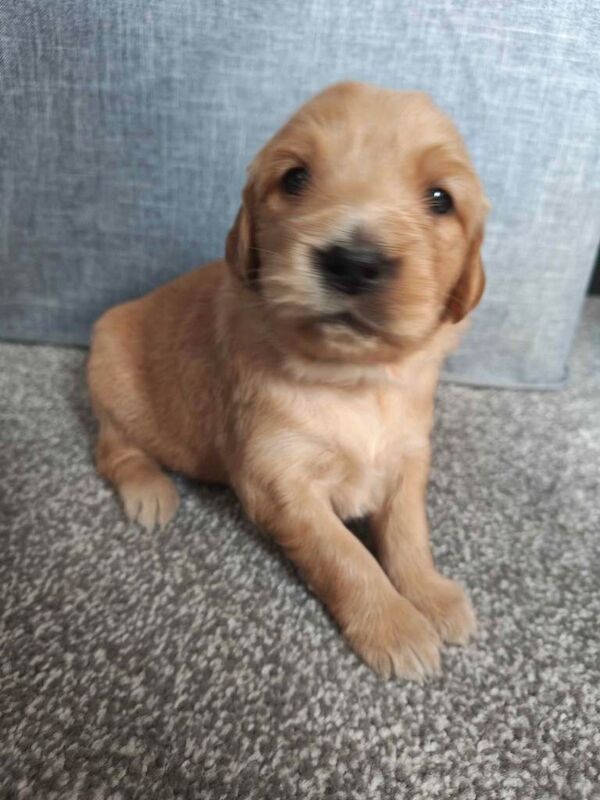 Golden Retriever Puppies (Some Red Fox colour) - Image 2 of 6
