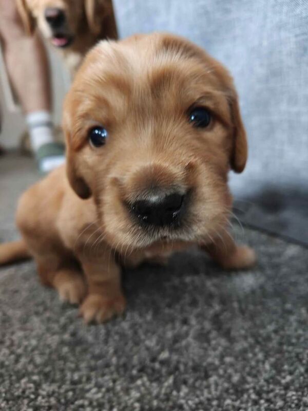 Golden Retriever Puppies (Some Red Fox colour) - Image 3 of 6