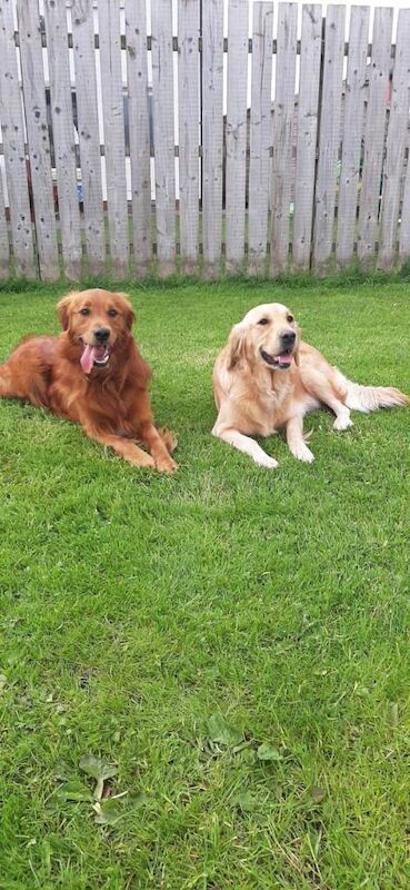 Golden Retriever Puppies (Some Red Fox colour) - Image 4 of 6