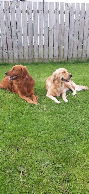 Golden Retriever Puppies (Some Red Fox colour) - Image 5 of 6